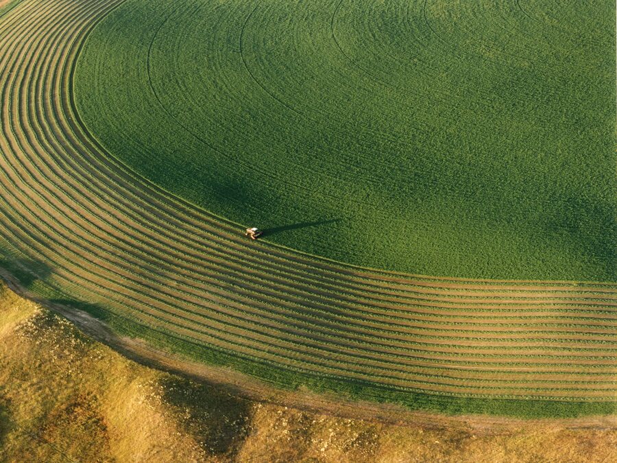 Aerial view of a pivot-irrigated alfalfa field being swathed into curving windrows