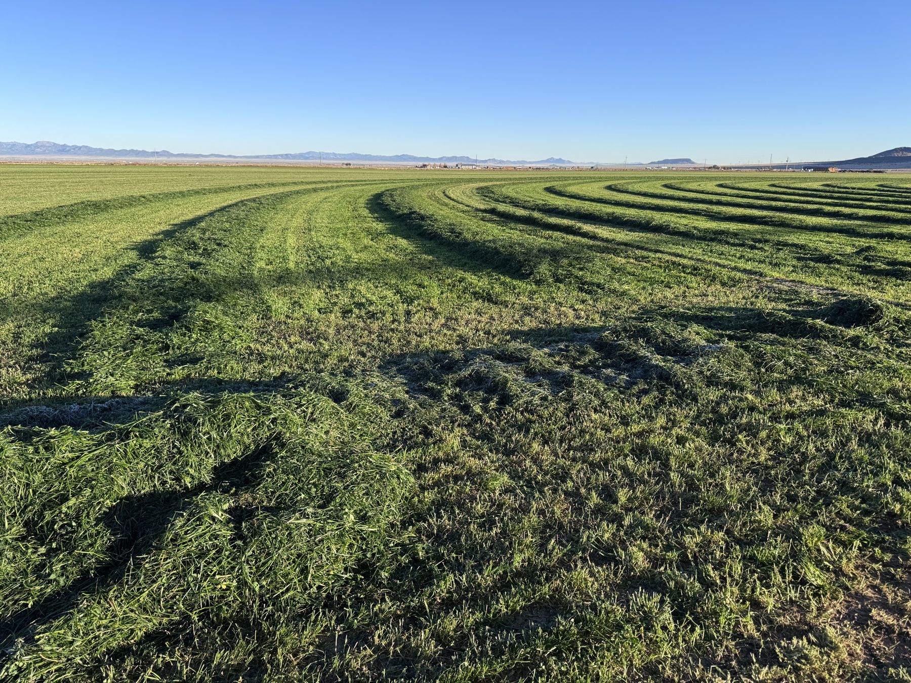 Curved windrows of freshly cut forage in a green field beneath a clear blue sky