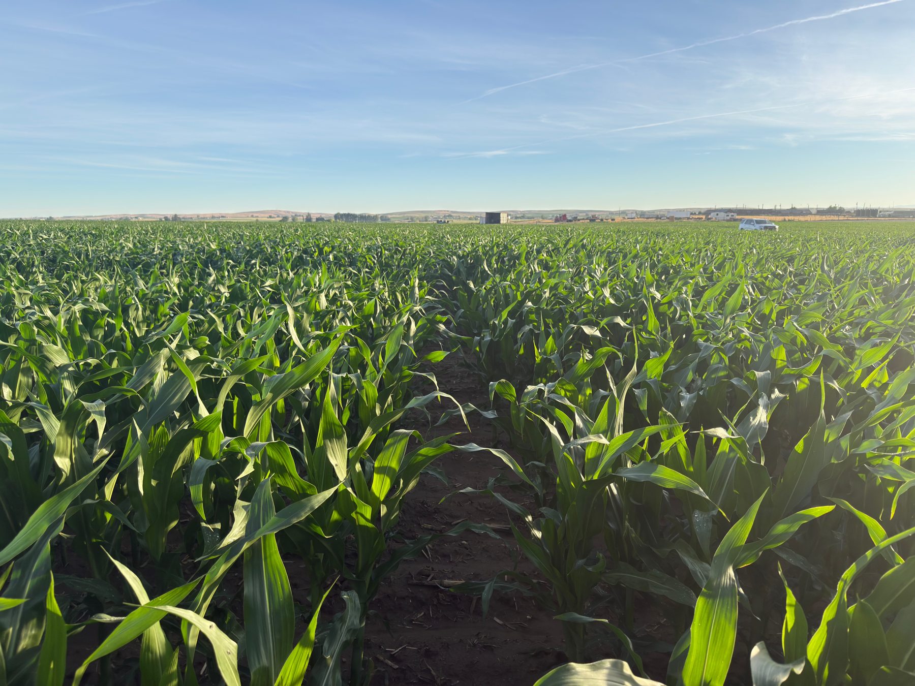 Rows of green corn plants beneath a blue sky