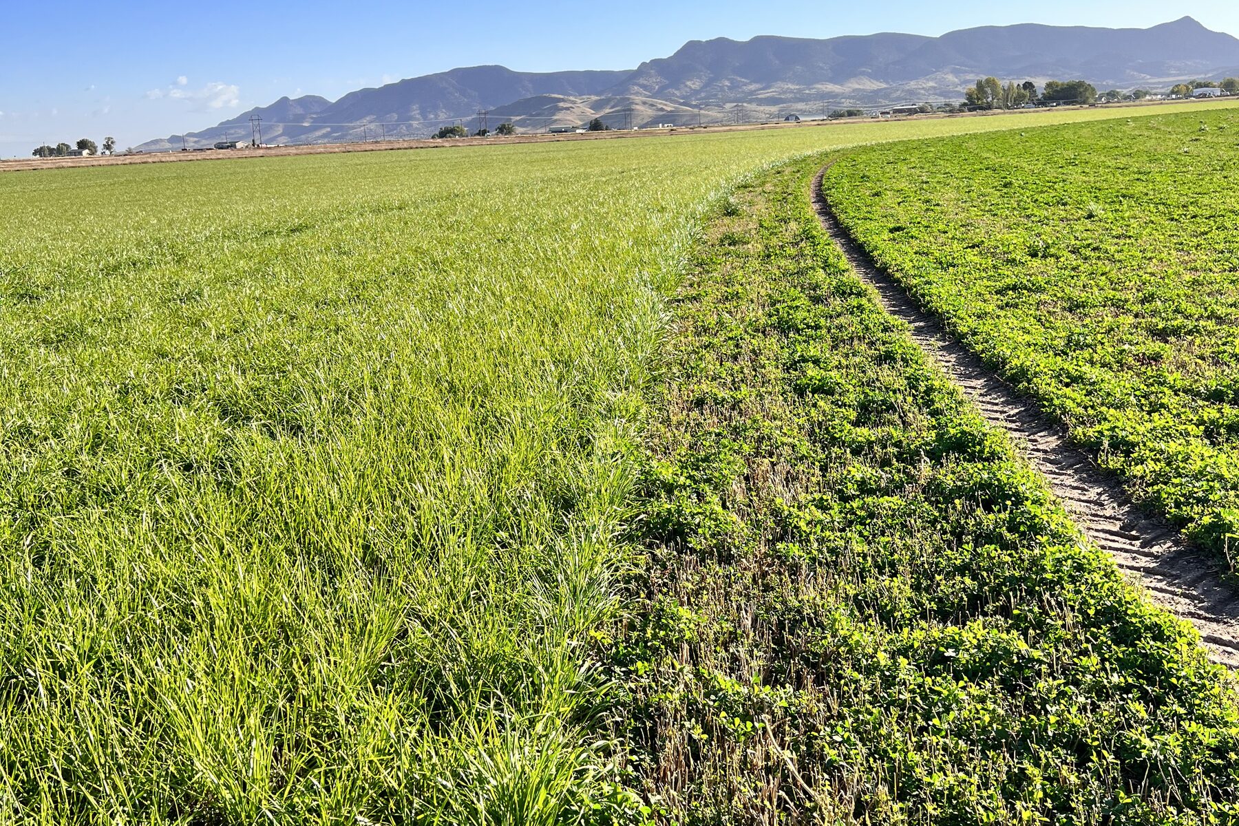 Ace-Ascent ryegrass inner-seeded on the left against a straight alfalfa stand on the right, with the Owyhees behind