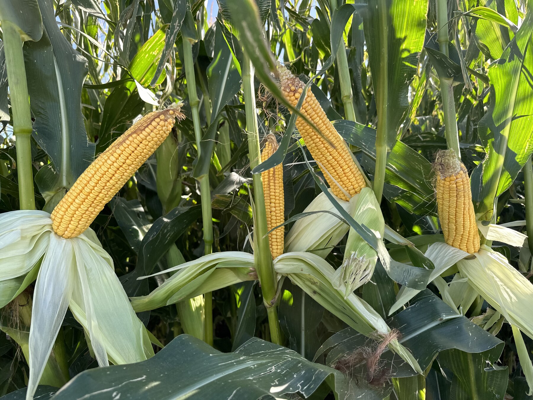 Four exposed corn ears on stalks among green leaves in a sunlit field