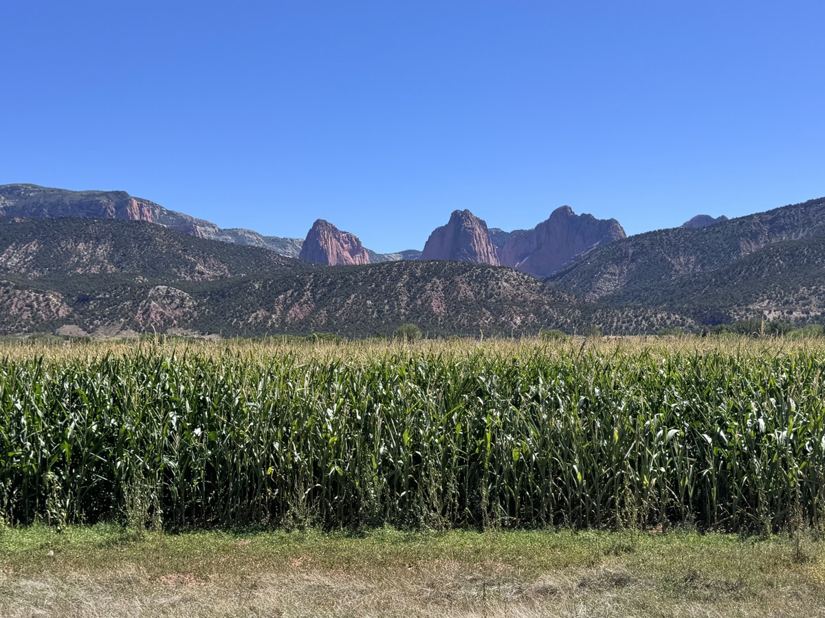 Western corn field beneath red-rock mountains and a clear blue sky