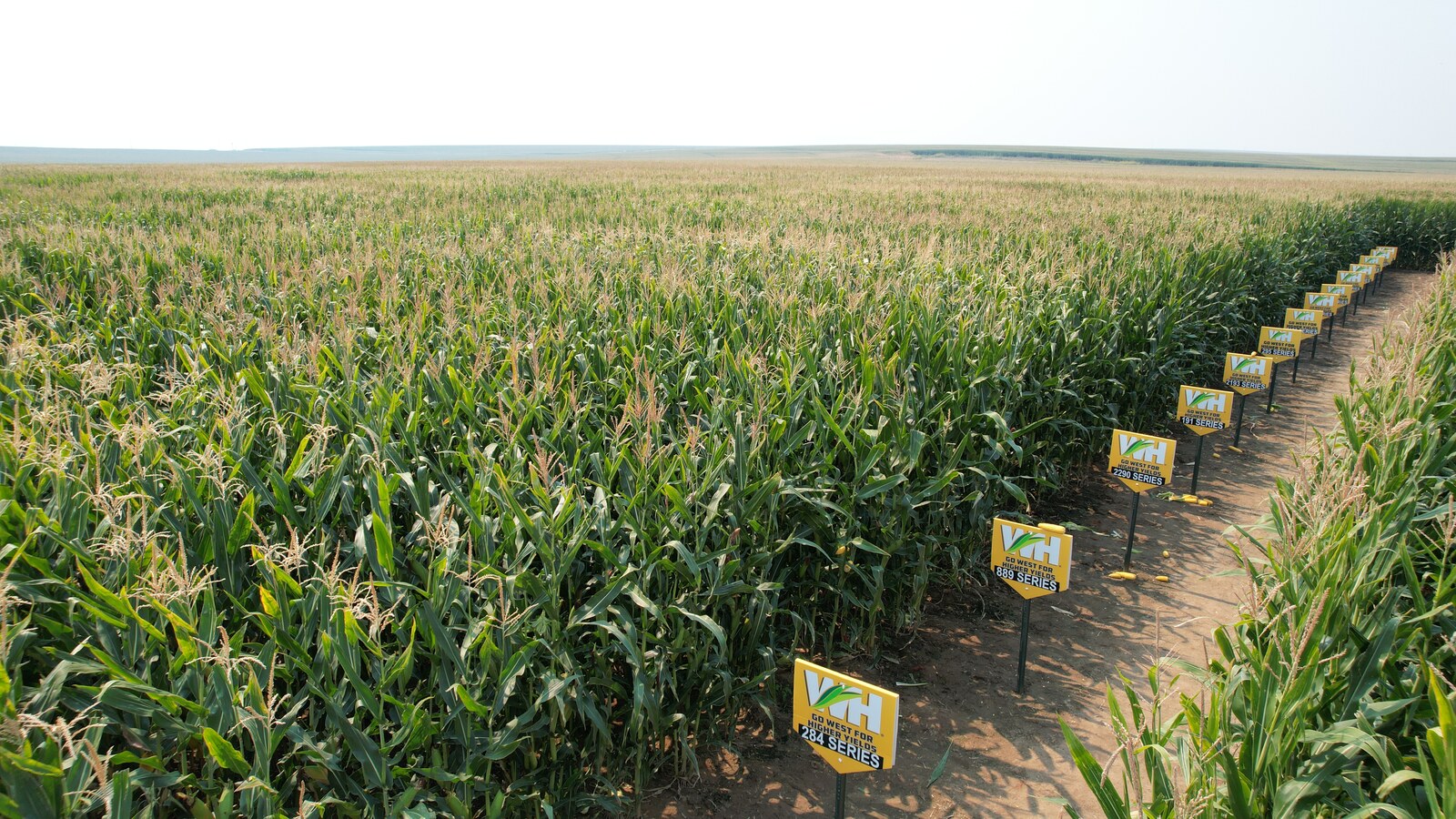 Corn trial field with a row of yellow Western Hybrids series signs along the plot alley
