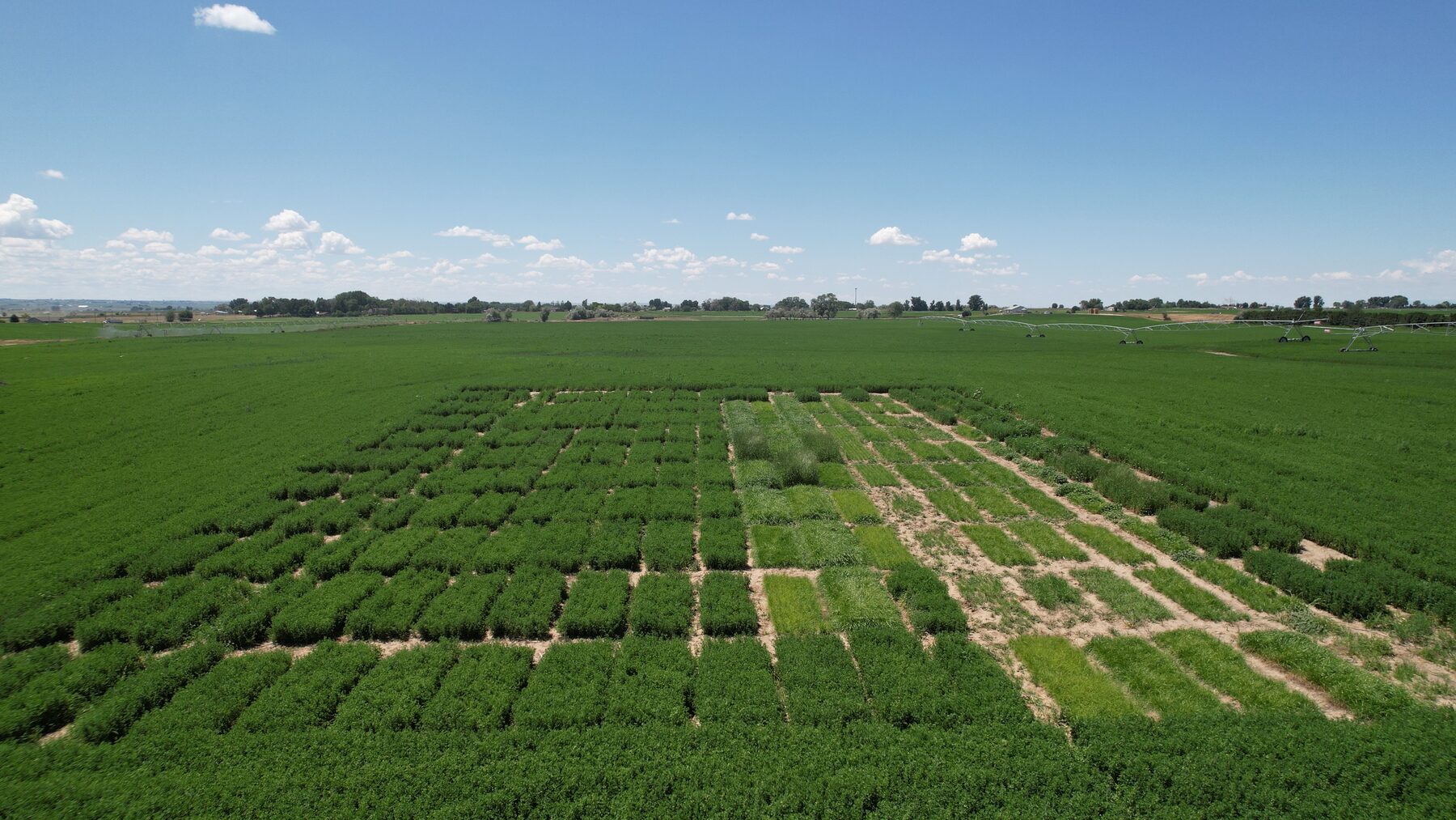 Aerial view of replicated alfalfa and grass plots at the Jerome, Idaho research location