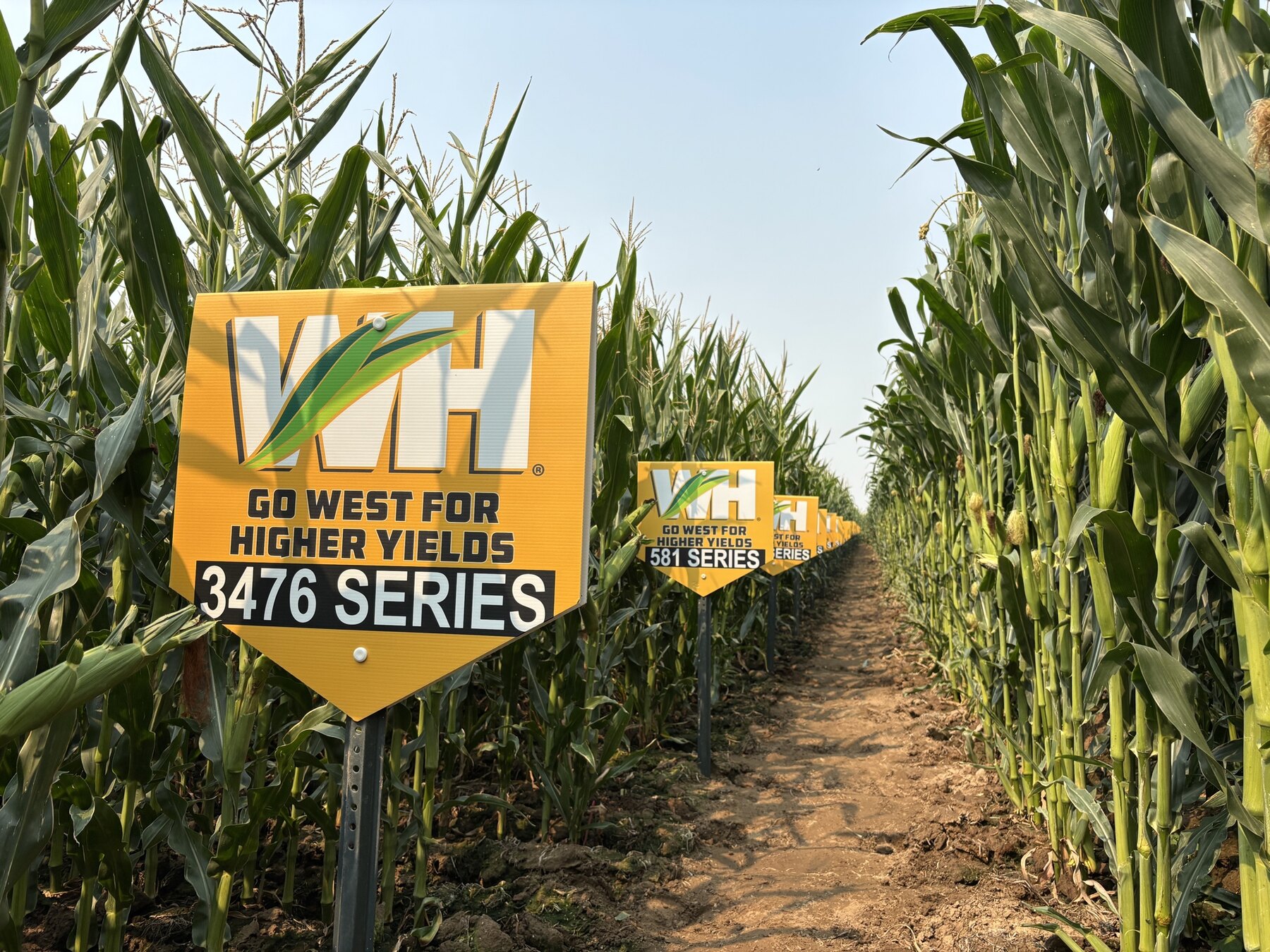 Yellow Western Hybrids plot signs for the 3476 and 581 Series standing between rows of tasseled corn