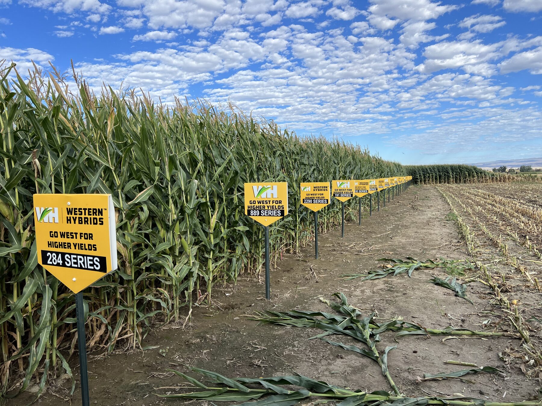 Row of yellow Western Hybrids plot signs — 284, 889 and 2290 Series — marking replicated corn strips in a research field