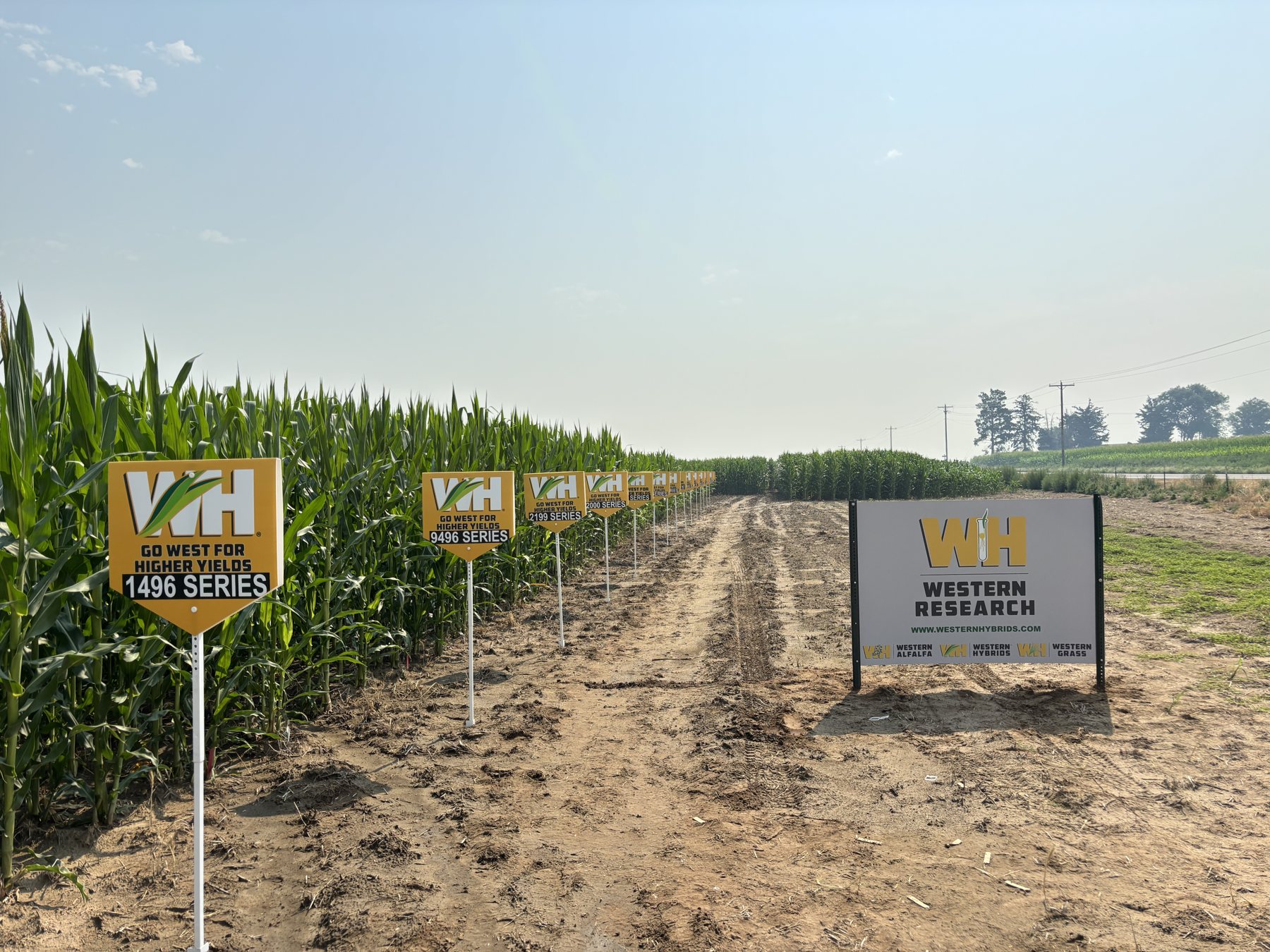 Western Research sign beside rows of corn trial plots marked with Western Hybrids variety signs