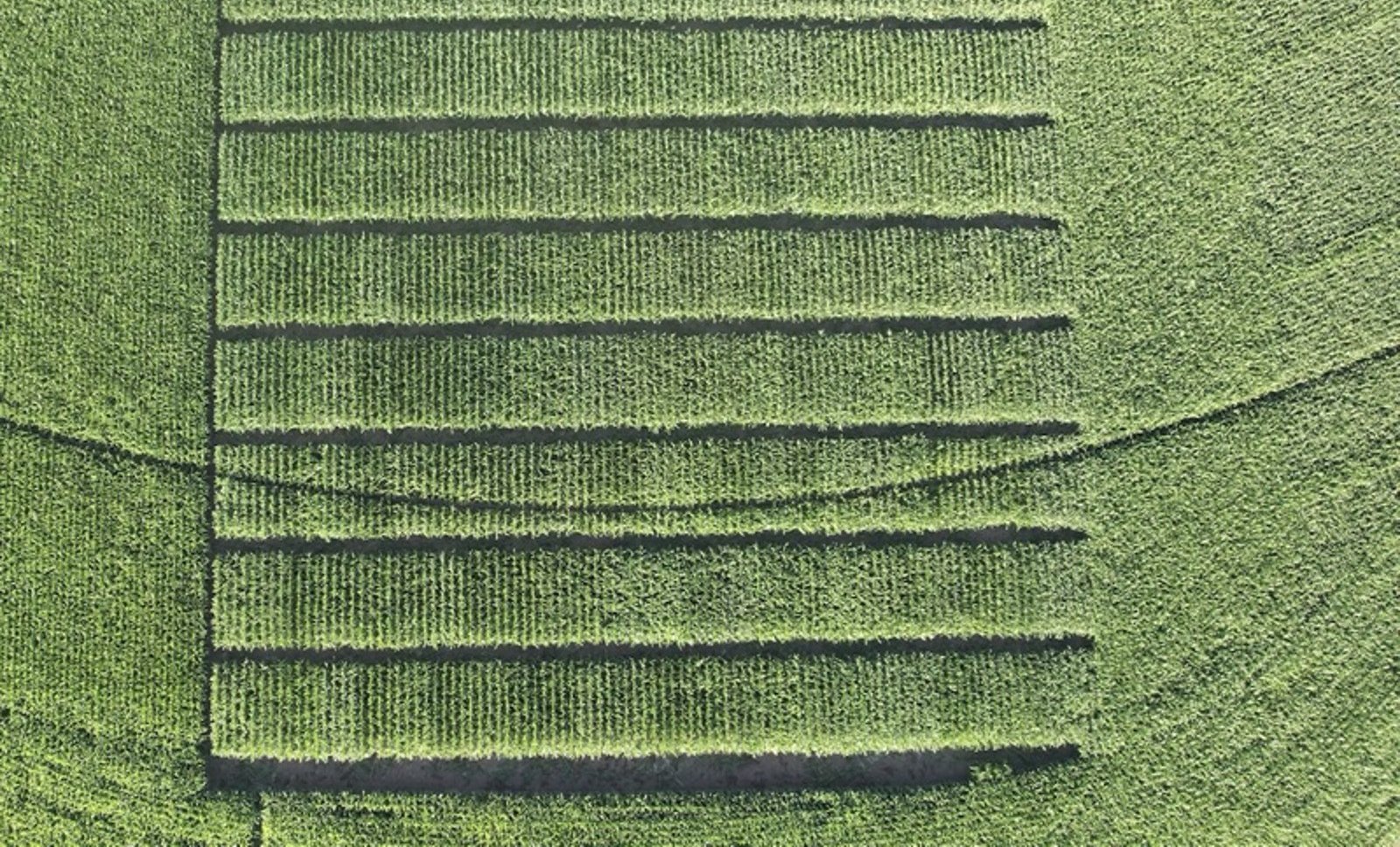 Aerial view of a Western Hybrids research plot, with distinct hybrid strips visible as banding across the field