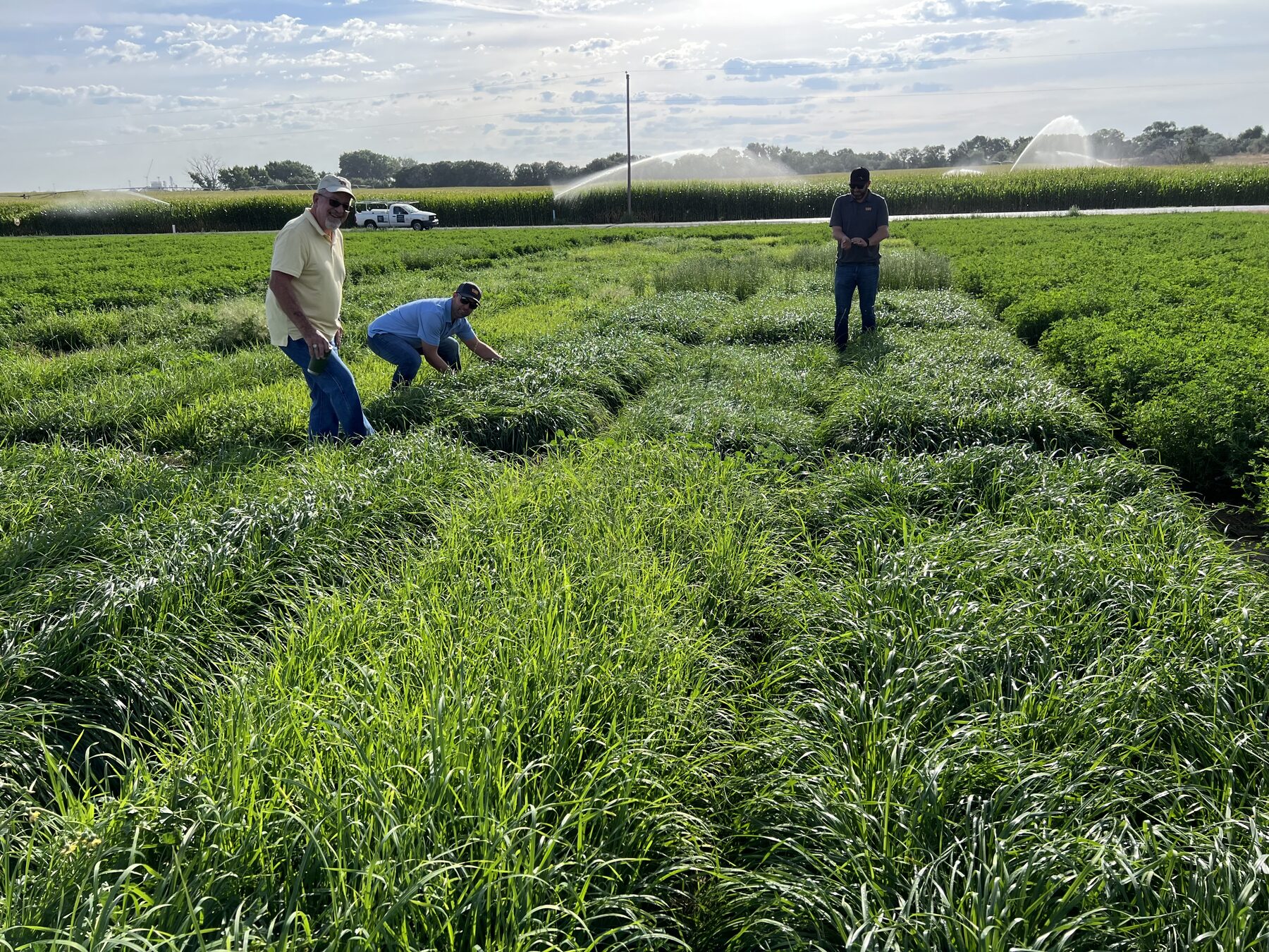Three people evaluating replicated grass plots under running irrigation on a summer afternoon