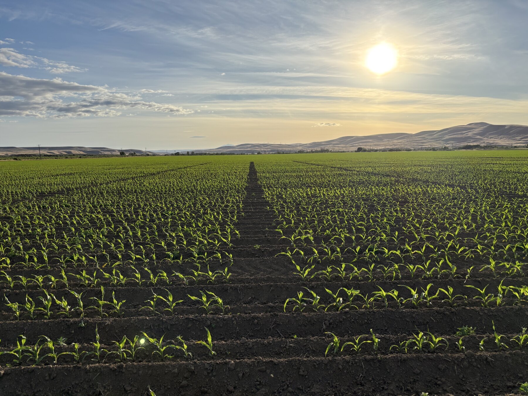 Young corn stand at sunset, rows running to the horizon with dry hills behind